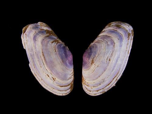 长型紫云蛤(动物)_技点百科_技点网(动物)