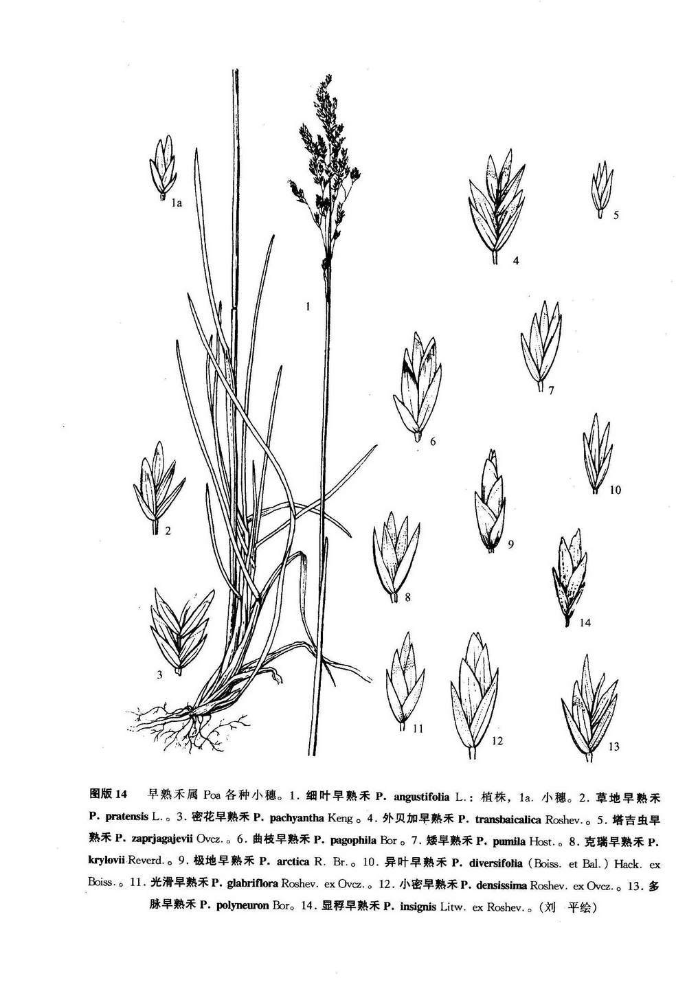 外贝加早熟禾 (植物)
