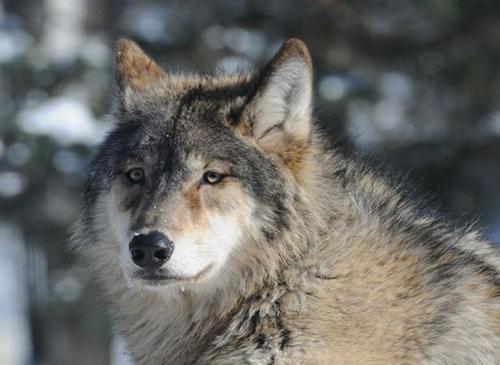 平原狼 (其他人物相关)