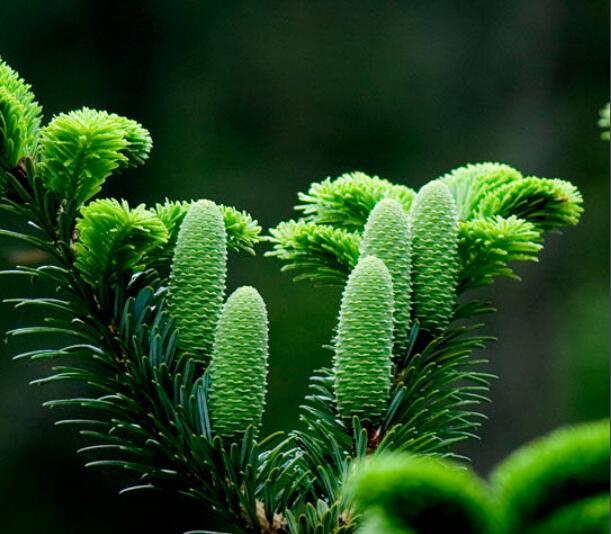 百山祖冷杉 (植物)