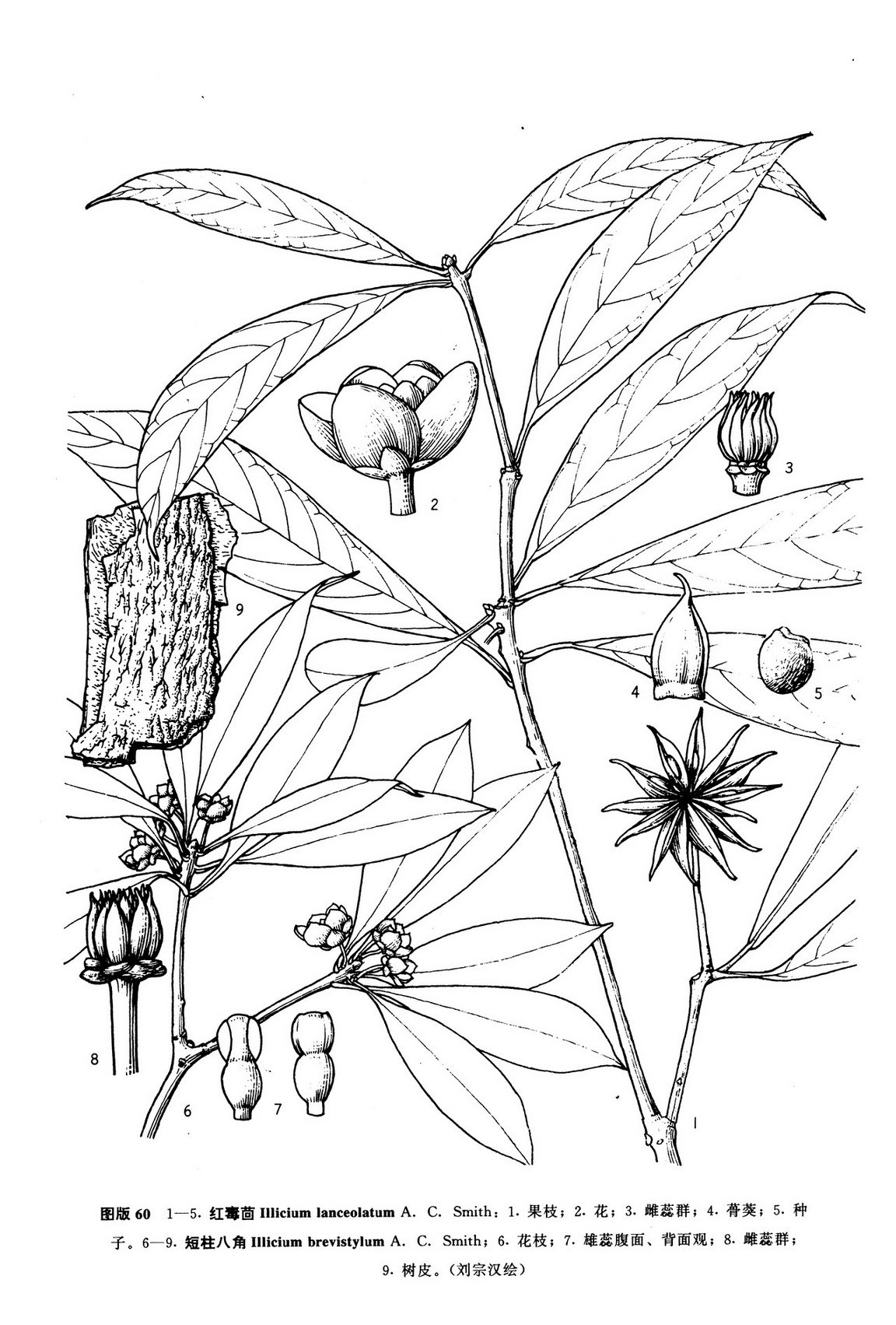 短柱八角(植物)_技点百科
