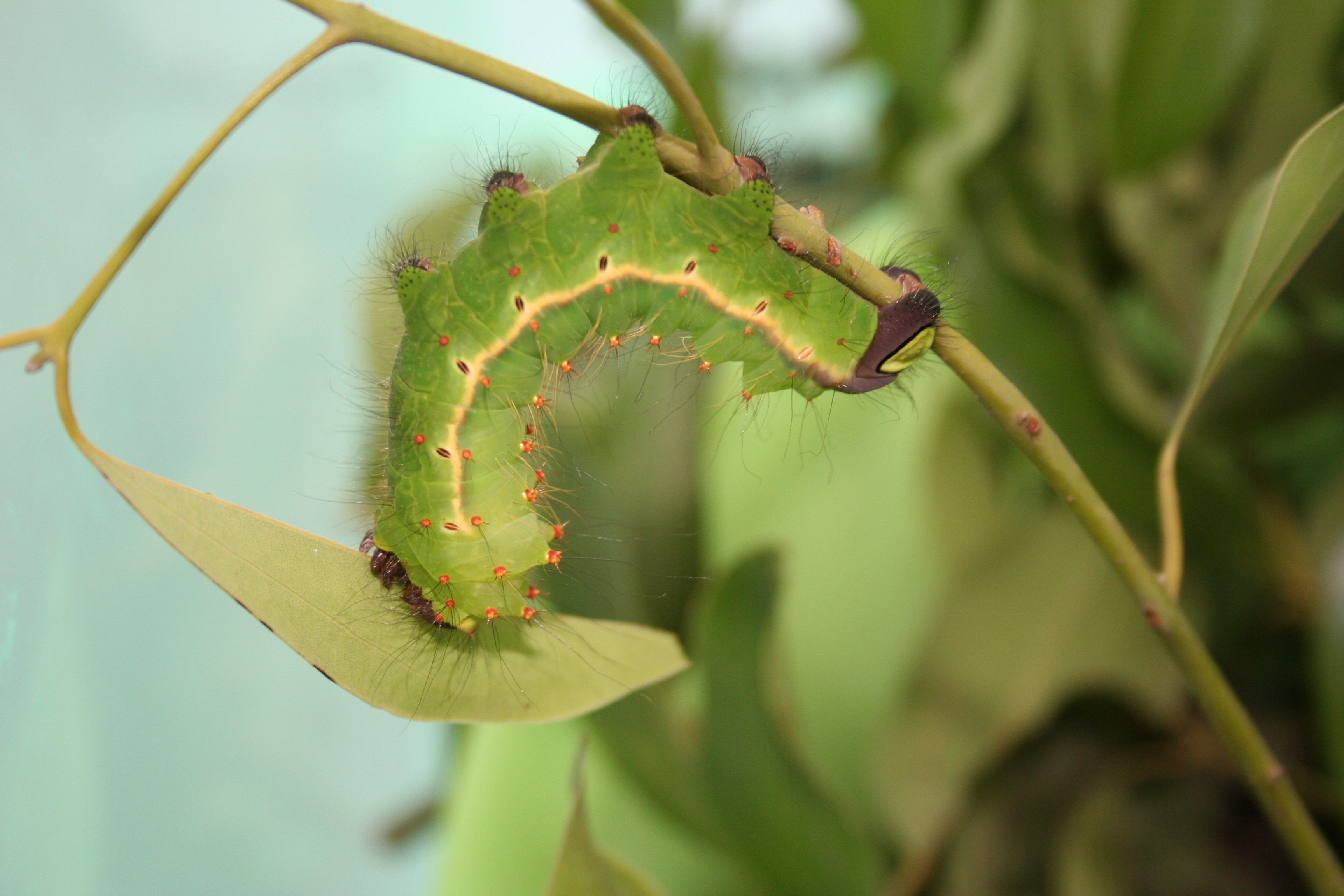 nsis (helfer,1837),也称钩翅大蚕蛾,鳞翅目大蚕蛾科柞蚕属的一种昆虫