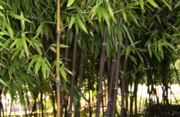 美丽箬竹_360百科