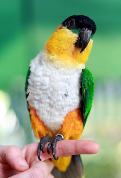 凯克鹦鹉保护动物图片