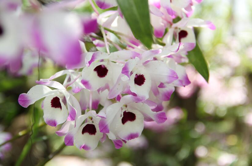 金钗石斛(植物)_技点知识_技点网(植物)