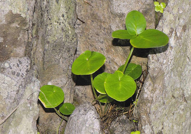 半夏属(植物)半夏属,6种,分布于东亚,我国有5种,半夏,滴水珠,盾叶半夏