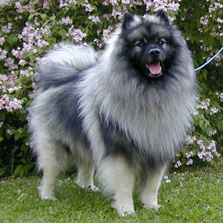 荷兰毛狮犬(动物)