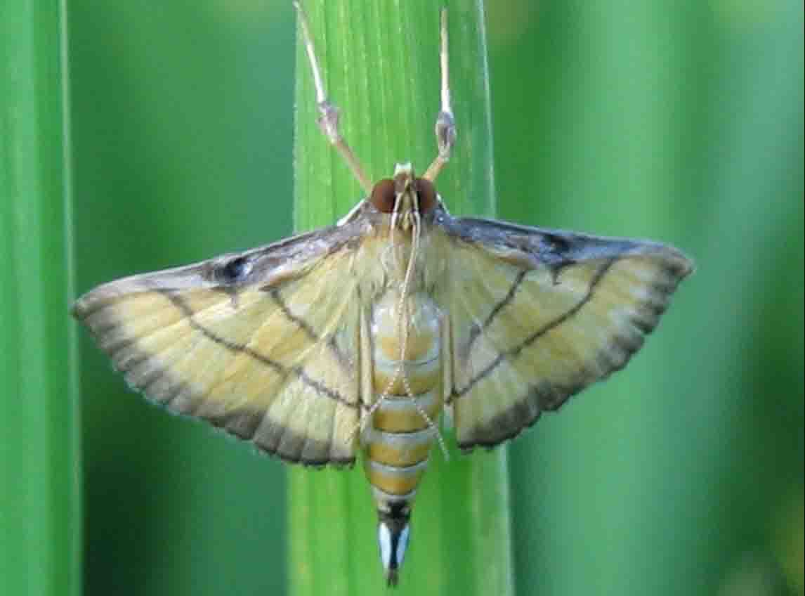 [为害特点] 苗期幼虫为害甘蔗生长点,致心叶枯死形成枯心苗;萌发期