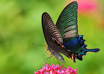 碧翠凤蝶 (动物)