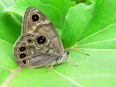 珠连黛眼蝶 (动物)