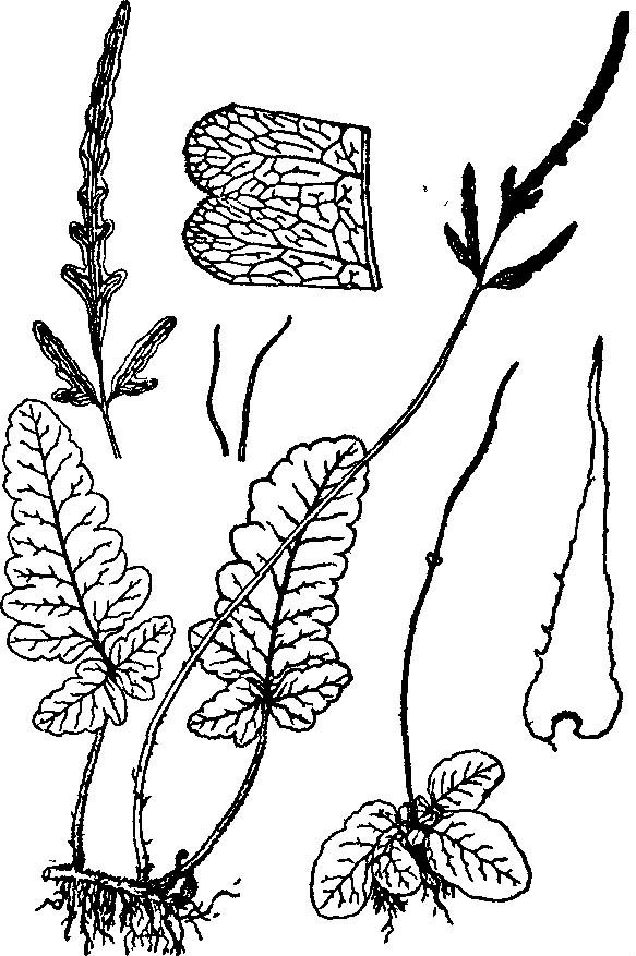 蕨类植物简笔画名称图片