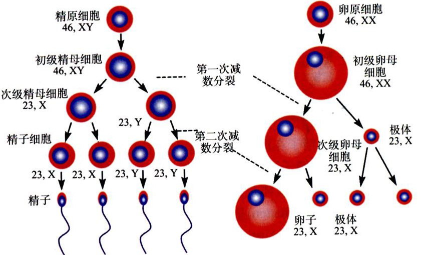 精子发生