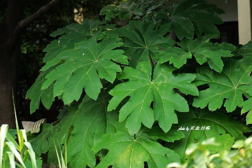 大泡通中醫學與中藥學醫藥