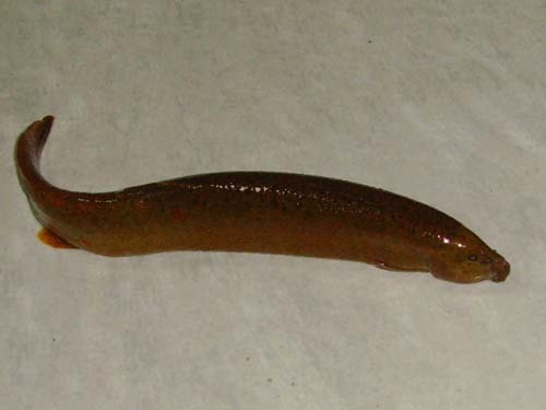 五节蛇(其他生物相关)