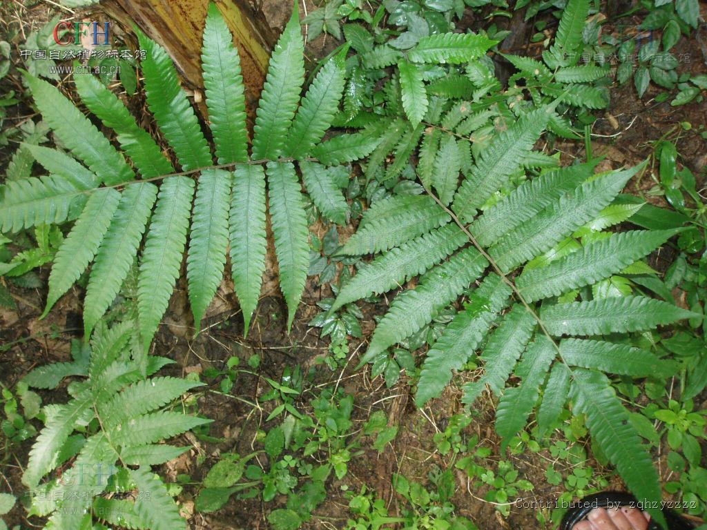 展羽毛蕨植物