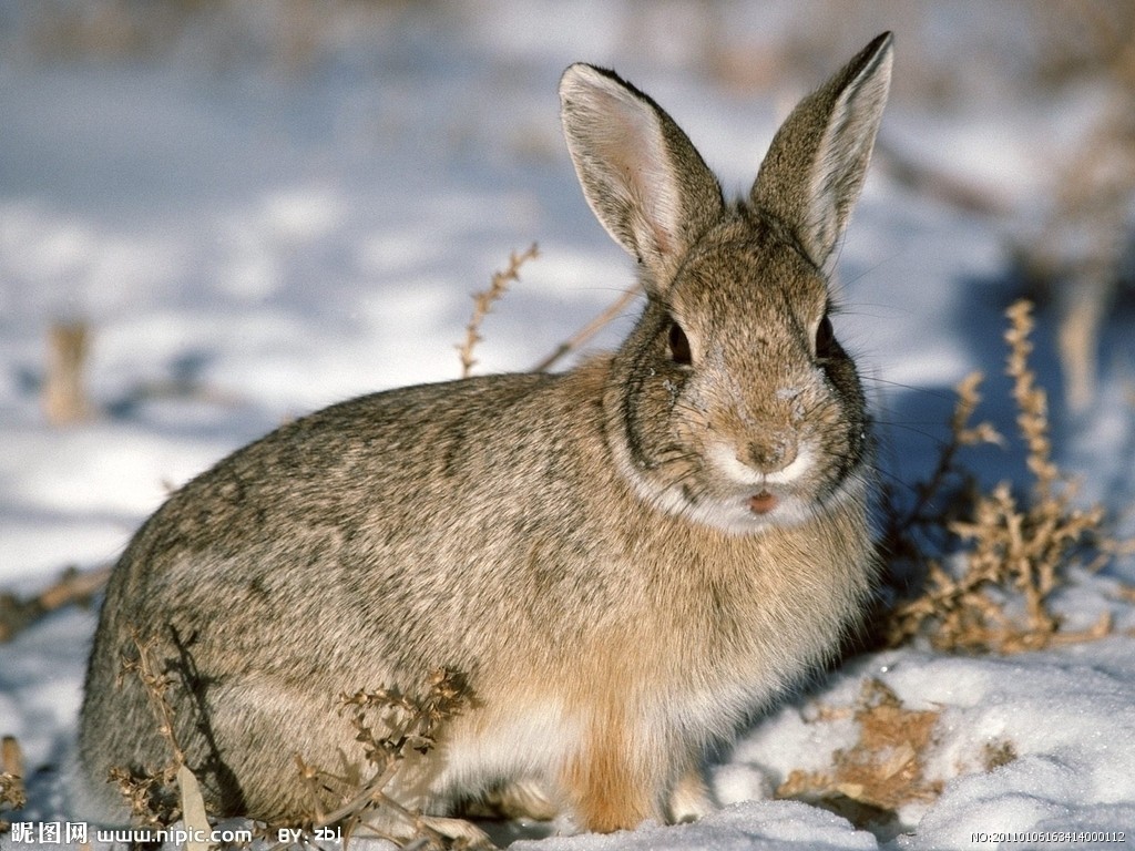草地里的可爱野兔高清动物壁纸高清大图预览1920x1080_动物壁纸下载_美桌网