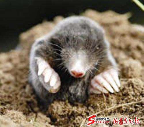 鼹鼠 (动物)