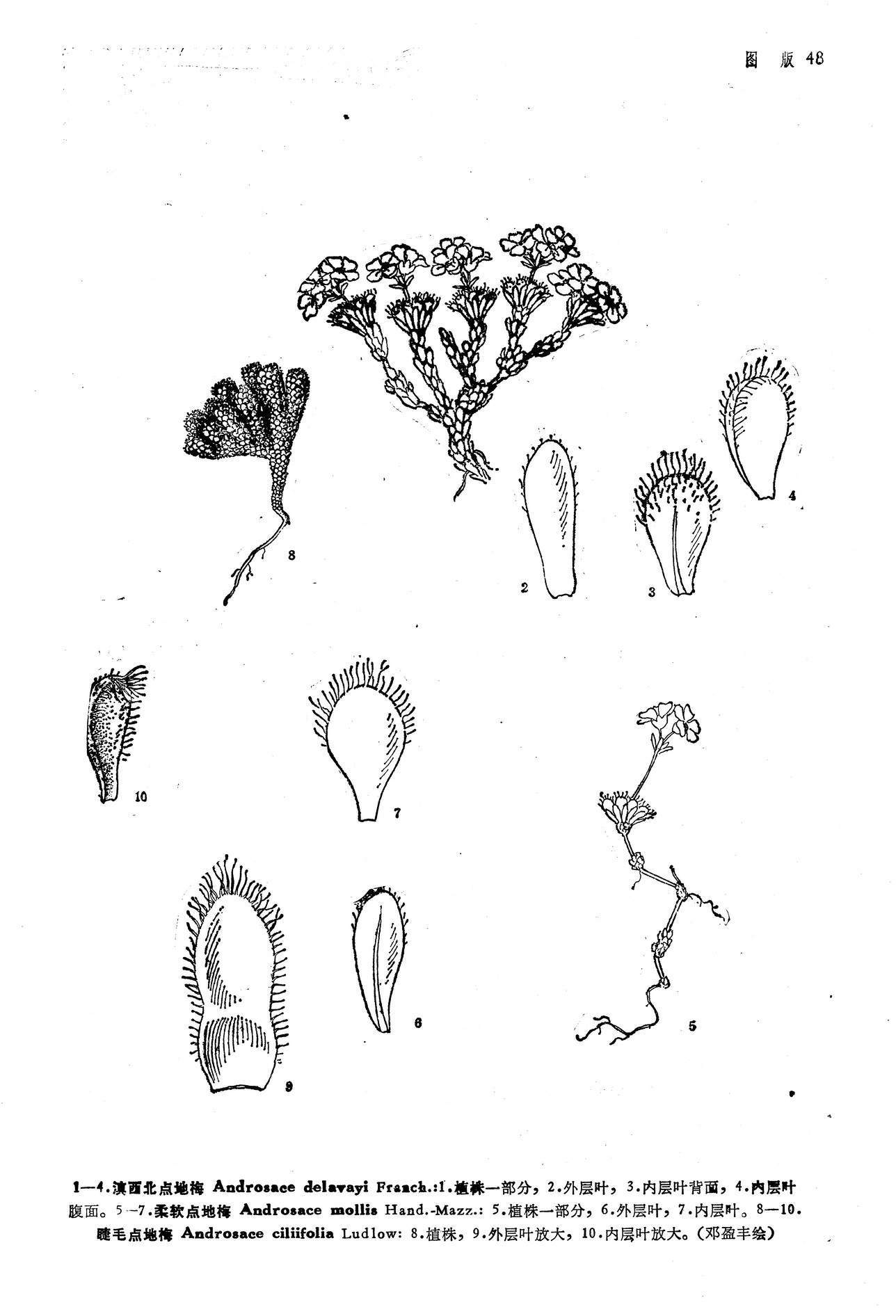 滇西北点地梅 (植物)