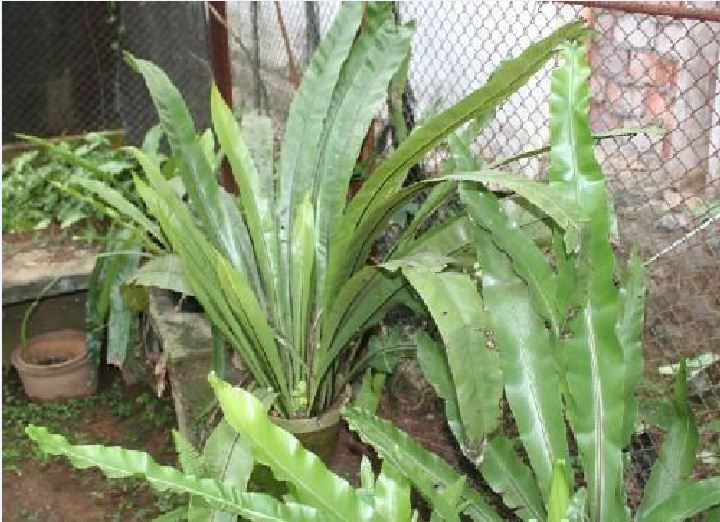 长叶巢蕨植物