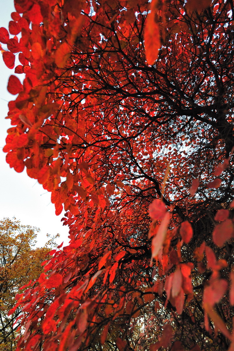 (植物)红叶树深秋满树通红,艳丽无比,北京著名的西郊香山红叶即为本种