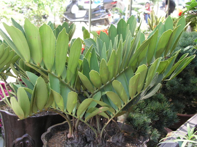 美叶凤尾蕉 (植物)