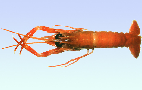 红斑后海螯虾 (其他生物相关)