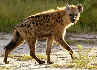 攻豻(政府机构)攻豻,古代北方的一种野狗,似狐,黑嘴.