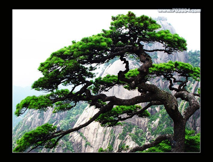 长白赤松(植物)