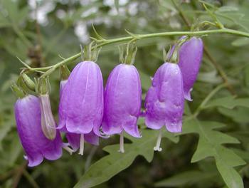 多歧沙参(植物)