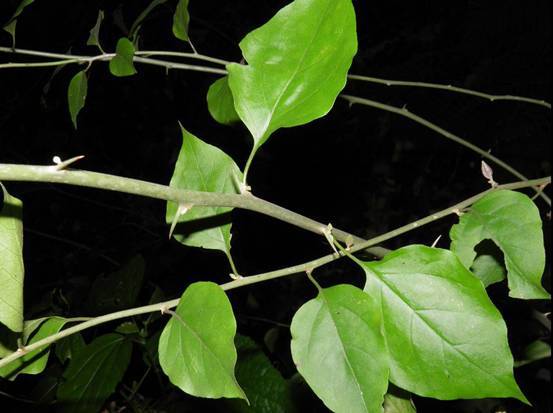 腺叶鳝藤(植物)