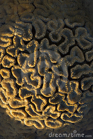 圆饼珊瑚(其他生物相关)