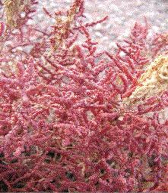 盐爪爪(植物)_技点百科