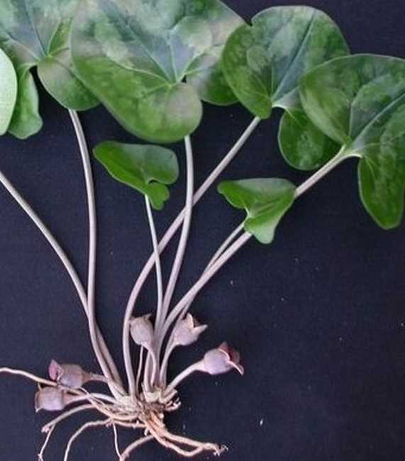 杜衡(其他人物相关)马兜铃科,细辛属多年生草本植物杜衡,别名:马辛