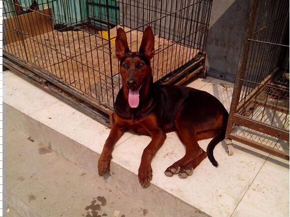 中国山红犬其他生物相关动物