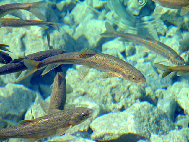松潘裸鲤(动物)