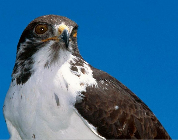 山鹰 (演员|动物)