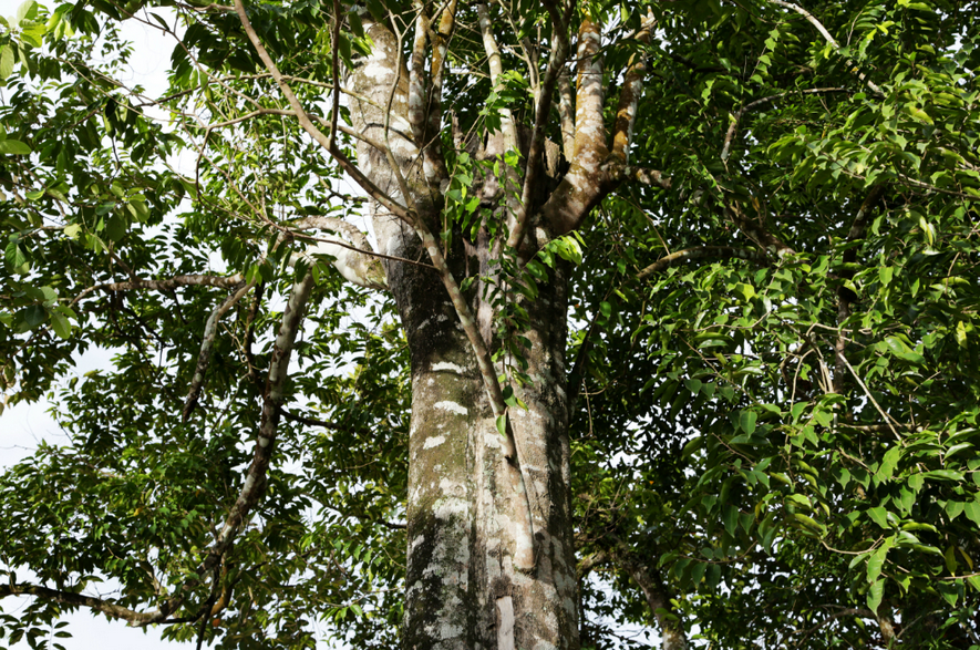 沉香(植物)_技点科普_技点网(植物)