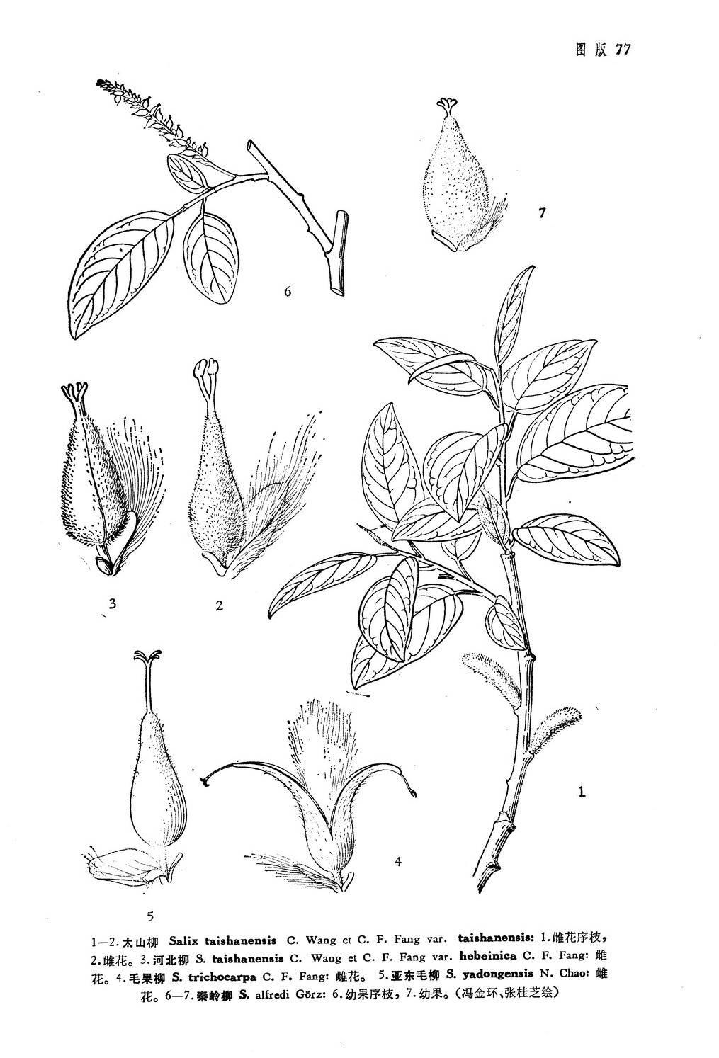 秦岭珍稀植物绘画图片