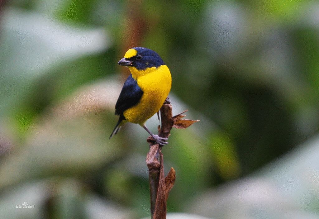 黄喉䴕雀 (动物)