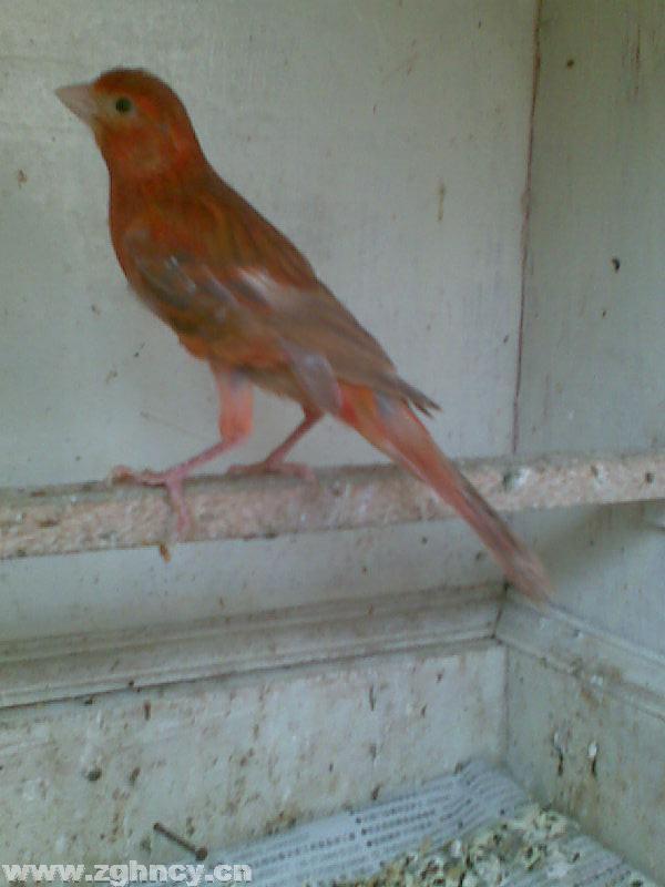 极品红桂皮鸟图片
