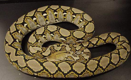 网状蟒蛇(动物)
