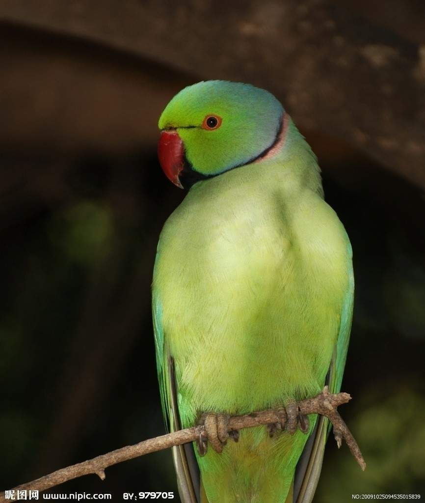 绿领鹦鹉图片