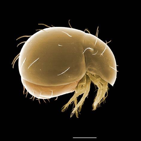 长刀小盾珠甲螨动物