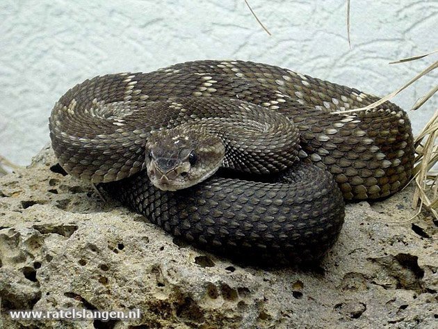 女神响尾蛇动物