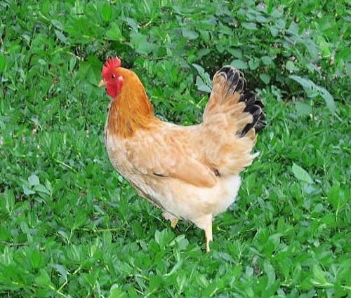 洄園仙居雞(動物)洄園仙居雞歷史悠久,屬中國著名地方優良品種,位列