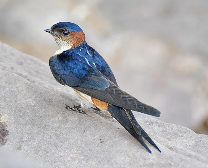 金腰燕欧亚亚种(动物)