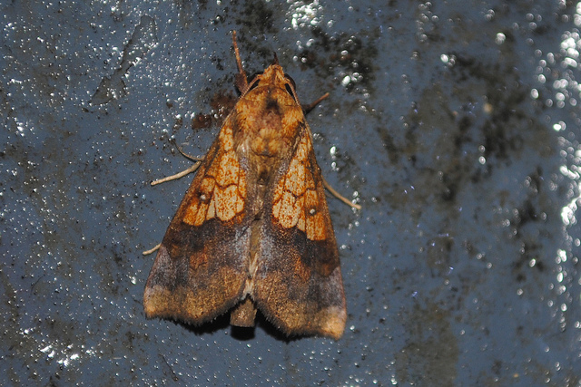 棉小造桥虫其他生物相关