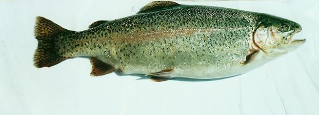 花羔红点鲑 (动物)