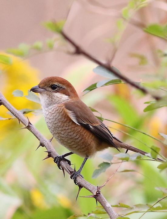 牛头伯劳 (动物)