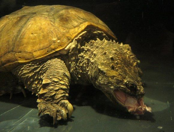 中美拟鳄龟繁殖图片
